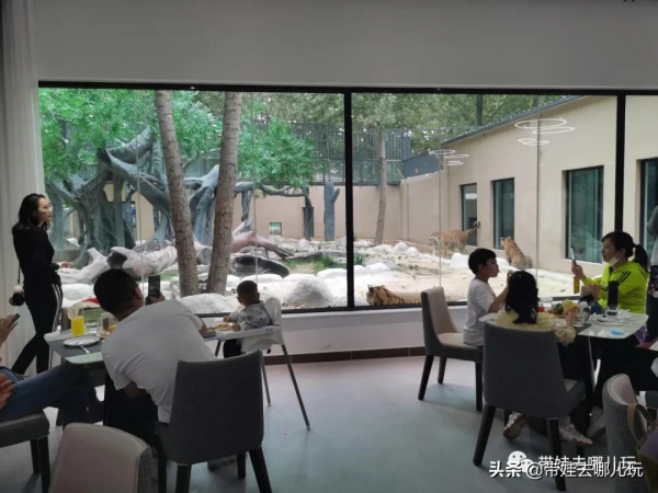 北京新開一家動物園,可以和老虎共進午餐 北京新開一家動物園,可以和老虎共進午餐