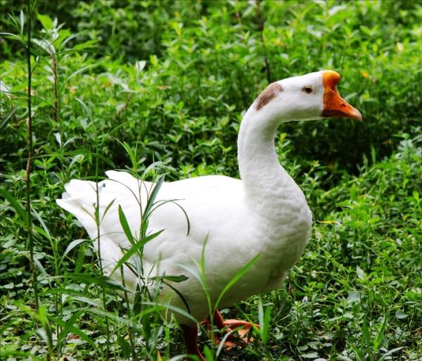 民間故事:韓勝嫁妹 民間故事:韓勝嫁妹