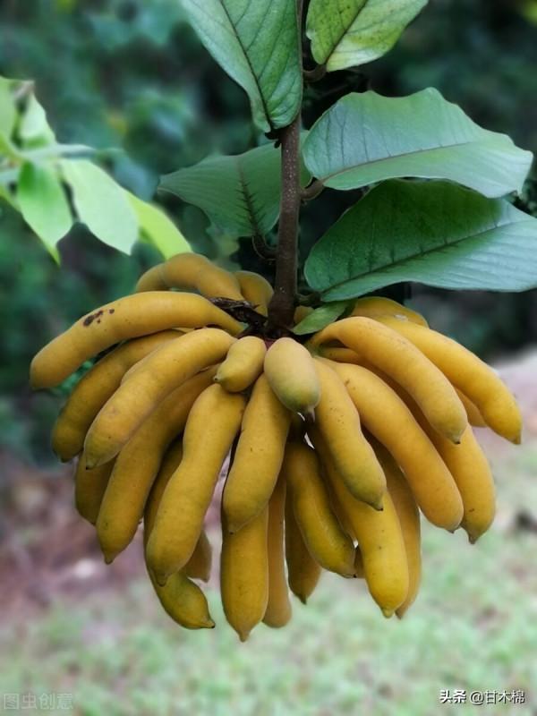 帶你一起回味62種南方野果子,它們是物質匱乏年代小朋友的零食 帶你一起回味62種南方野果子,它們是物質匱乏年代小朋友的零食