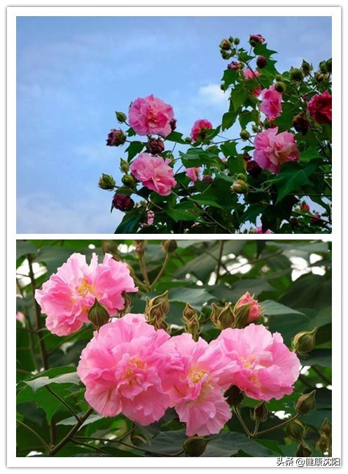 健康科普堂 | 月是中秋明 風物宜養生