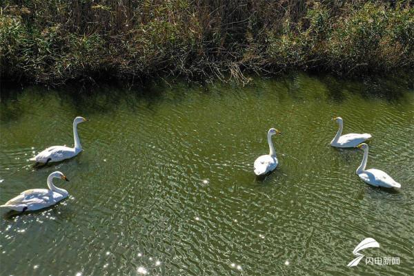 組圖丨今年首批越冬大天鵝飛抵威海榮成