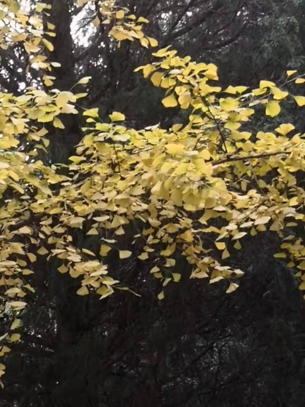 兩 岸 (詩歌外九首)北京 張新貴 兩 岸 (詩歌外九首)北京 張新貴