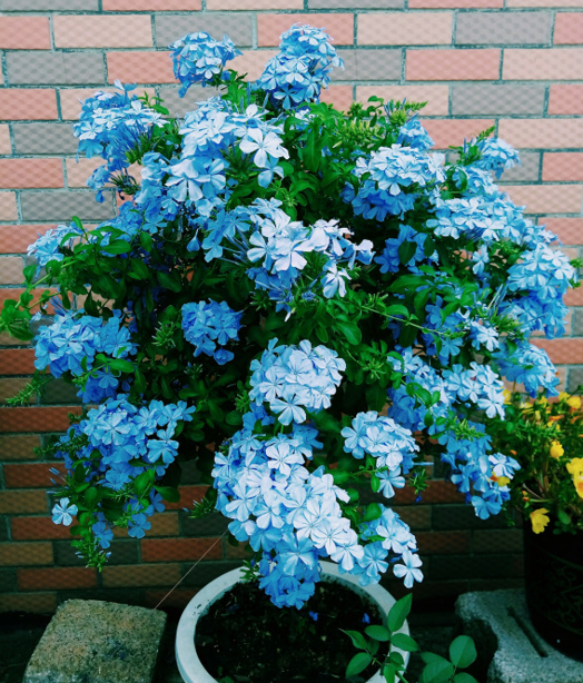 藍雪花可以做棒棒糖，也能做&OpenCurlyDoubleQuote;花牆&rdquo;，記住4步，持續開花大半年