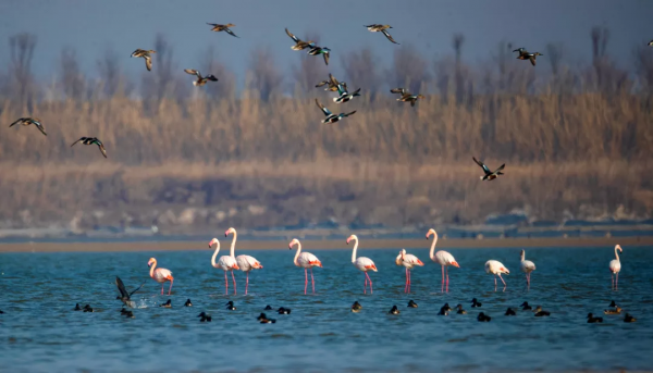 條子泥飛來10只火烈鳥，數量歷年之最