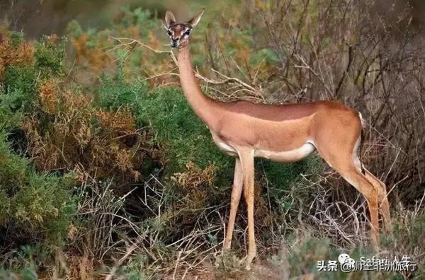 非洲五特 | 相比於“非洲五霸”拿什麼來吸引你呢? 非洲五特 | 相比於“非洲五霸”拿什麼來吸引你呢?