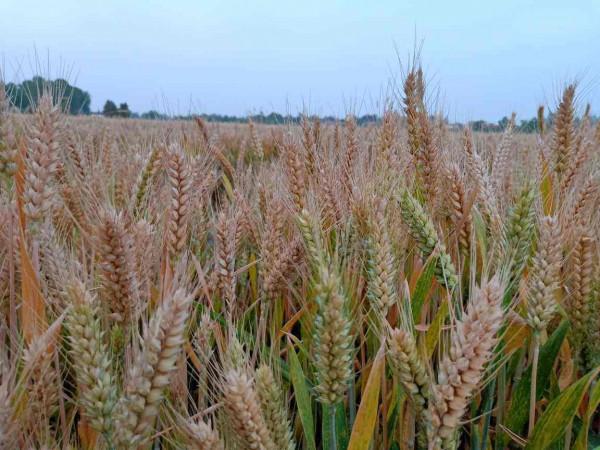 花期特短的4種花，美麗只在剎那間，能看到的都是緣分