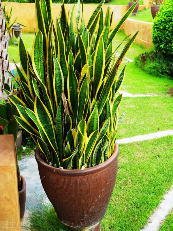 虎皮蘭冬天太&OpenCurlyDoubleQuote;脆弱&rdquo;，避開&OpenCurlyDoubleQuote;3大怕&rdquo;，肥葉竄2米，小芽擠滿盆