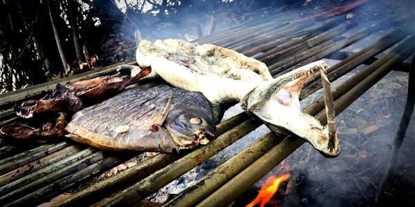 我知道食人魚沒那麼可怕，但不知道它們居然能慫到這個地步