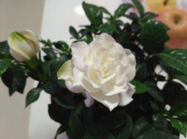 家裡梔子花香味淡?花期短?把握“4個妙招”,新手小白隨便養好 家裡梔子花香味淡?花期短?把握“4個妙招”,新手小白隨便養好