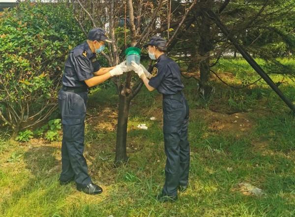 【動植物檢疫】舞毒蛾——遠洋巨輪上危險的漂泊者