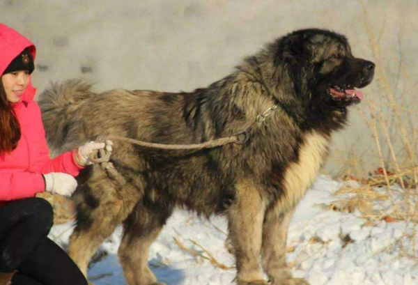 大狗不能隨便養，這幾種狗，早已被納入“禁養名單”