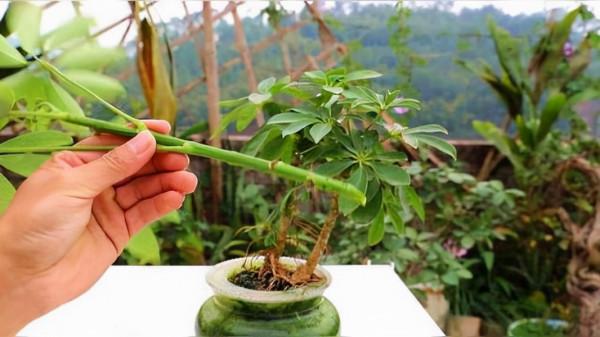 七葉蓮一年四季常綠，容易扦插繁殖的綠植