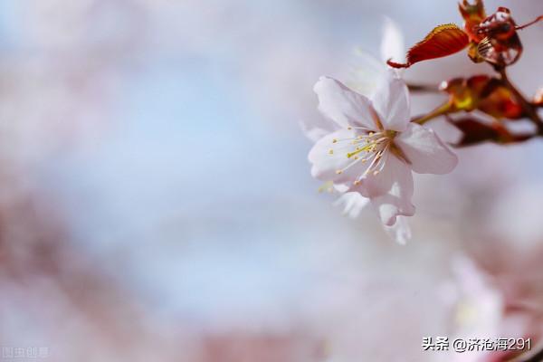 一首臨江仙，哀婉靈動，被譽為納蘭詞的壓卷之作