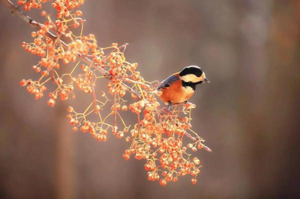 分享圖片——最美的鳥語花香集錦