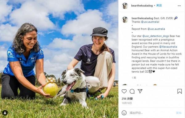 從被遺棄到當英雄，澳洲這隻狗狗，在大火中救下100多隻考拉