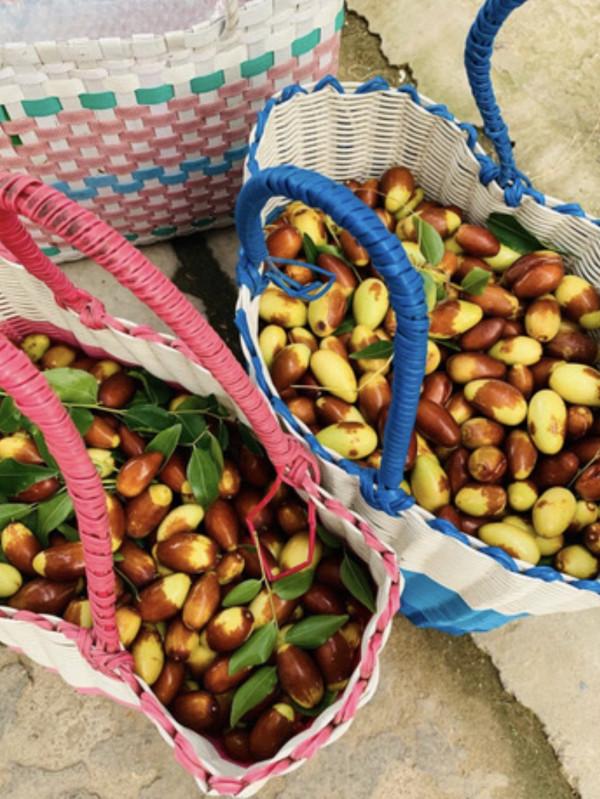 今年多雨水,棗子珍貴的很~京城這幾家棗園留住了秋日的甜蜜 今年多雨水,棗子珍貴的很~京城這幾家棗園留住了秋日的甜蜜