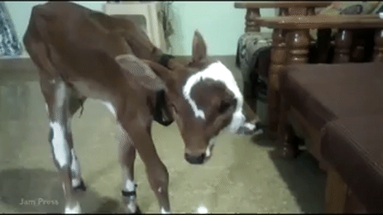 印度農民家出生一隻四眼兩嘴小牛,當地人蜂擁膜拜 印度農民家出生一隻四眼兩嘴小牛,當地人蜂擁膜拜