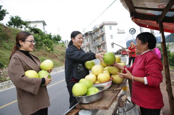 溪丘灣：產業路上白柚香