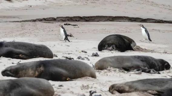 結局是這樣的：我們是如何將獨特的本土企鵝推向滅絕的