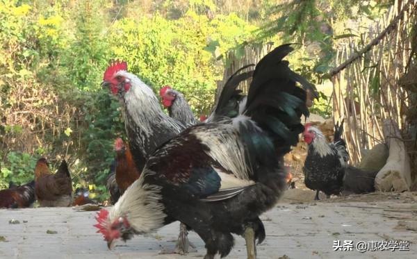 農村這個優良土雞品種,肉細味鮮,前景可觀,是廣西四大名雞之一 農村這個優良土雞品種,肉細味鮮,前景可觀,是廣西四大名雞之一