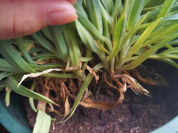 花市“一次性”的盆栽，開完花就死，未免太可惜