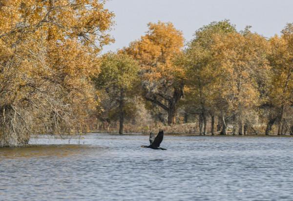 溼地秋韻入畫來 溼地秋韻入畫來