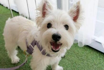 這6種狗狗，身體味道不大，適合家裡養