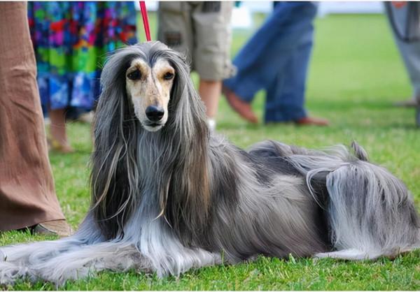 盤點狗界中5大“蠢狗”，一個比一個蠢，誰養誰鬧心