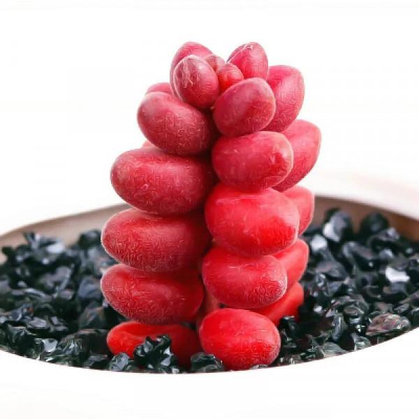 紅珊瑚為什麼是紅色的