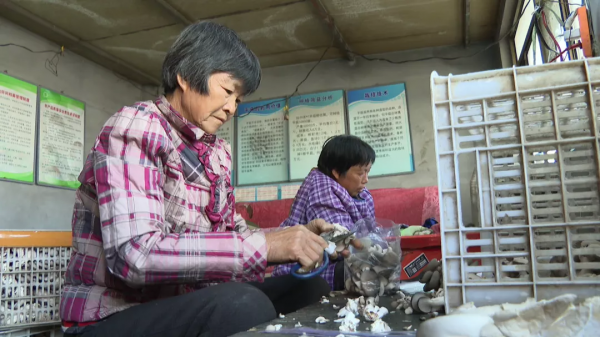 小小秀珍菇,撐起“致富傘” 小小秀珍菇,撐起“致富傘”