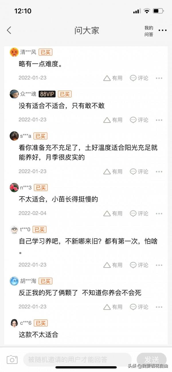 僵苗小黃雞月季處理