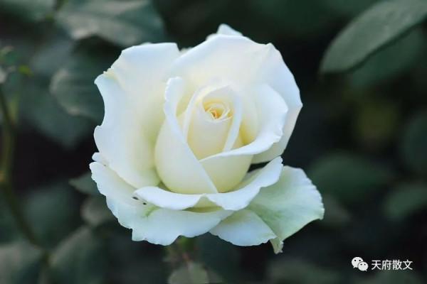 「天府散文」●王德明（黑龍江）||白 玫 瑰