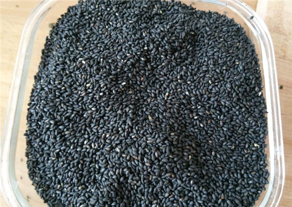 吃黑芝麻是養生還是傷身?帶你看看關於黑芝麻,你需要知道的3點 吃黑芝麻是養生還是傷身?帶你看看關於黑芝麻,你需要知道的3點