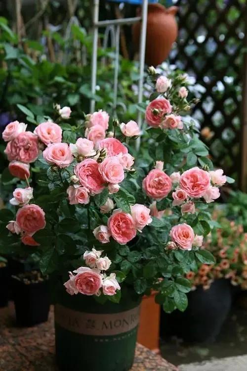 用最好養的花裝最溫馨的家