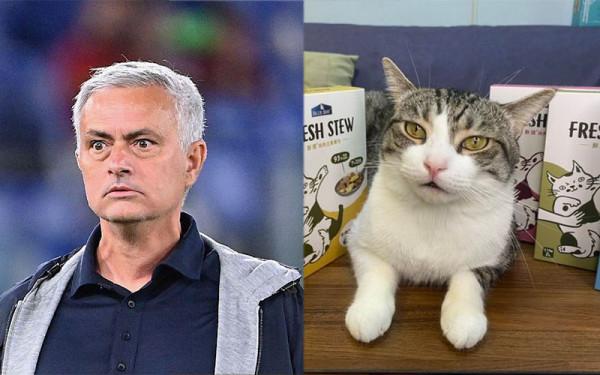 動物界的開心明星臉