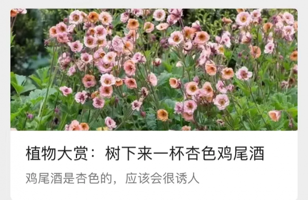 看年輕人如何玩轉小眾植物