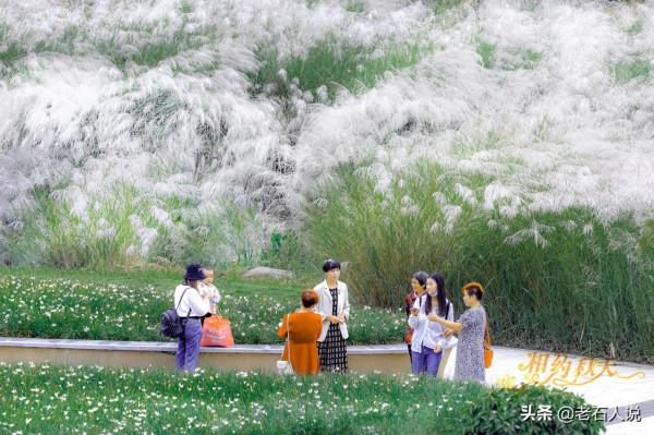 相約秋天,城西外,赴一場蘆花的視覺盛宴 相約秋天,城西外,赴一場蘆花的視覺盛宴