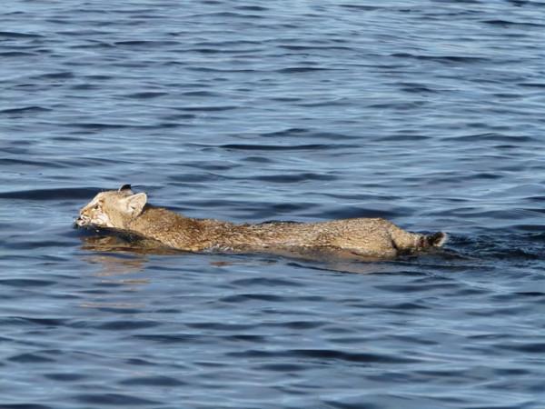 狼見了都要叫大哥的“猞猁”，在森林裡究竟有多恐怖？