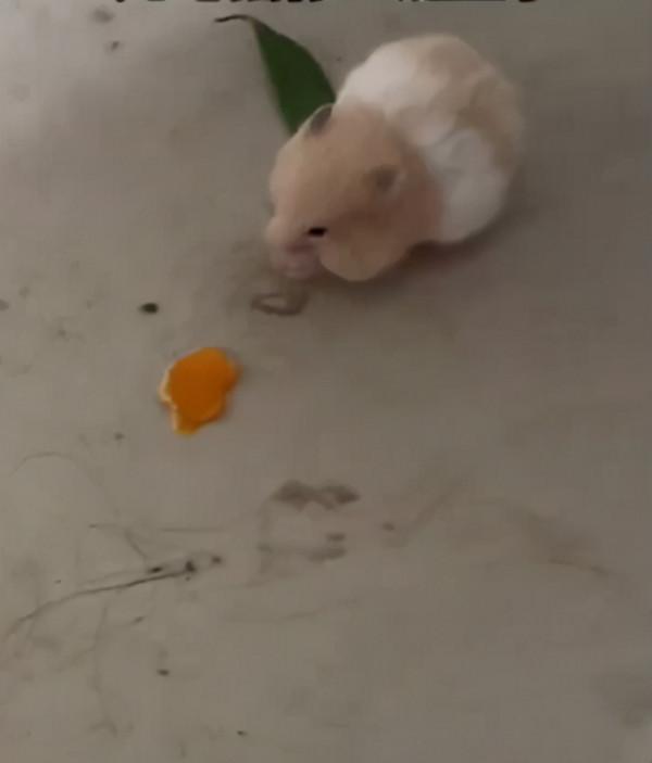 遠看倉鼠嘴巴有些不對,湊近後被逗樂了:小傢伙也太可愛了吧? 遠看倉鼠嘴巴有些不對,湊近後被逗樂了:小傢伙也太可愛了吧?