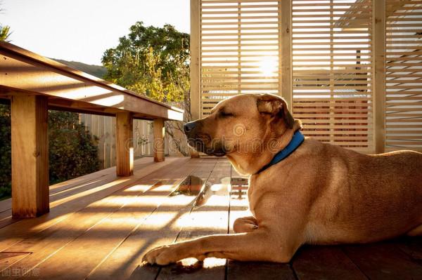 “王富貴”先苦後甜的幸福狗生