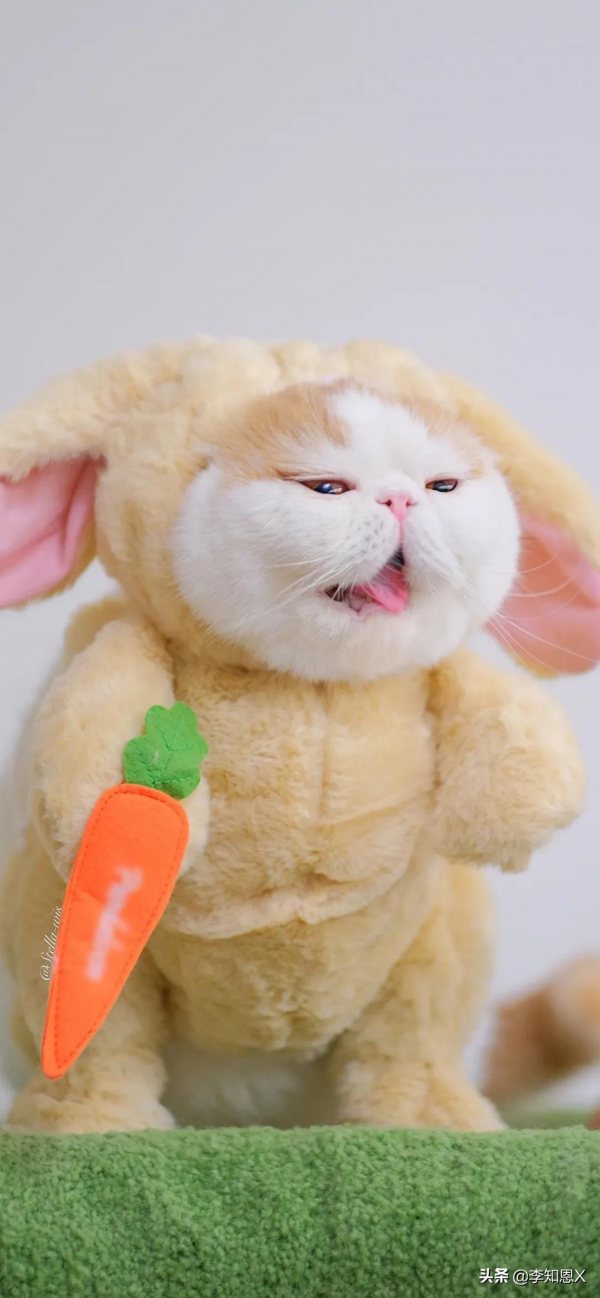 桌布上，我在橋上看風景