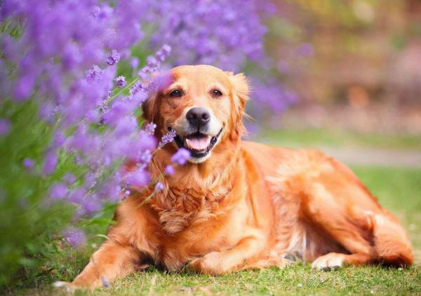 狗界中&OpenCurlyDoubleQuote;通人性&rdquo;的4種狗，你對它多好，它就守護你多久