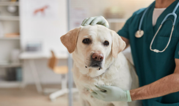 日本使用抗體藥物治療狗癌症 產業發展前景
