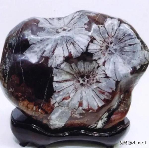 奇石盛開的花朵鑑賞