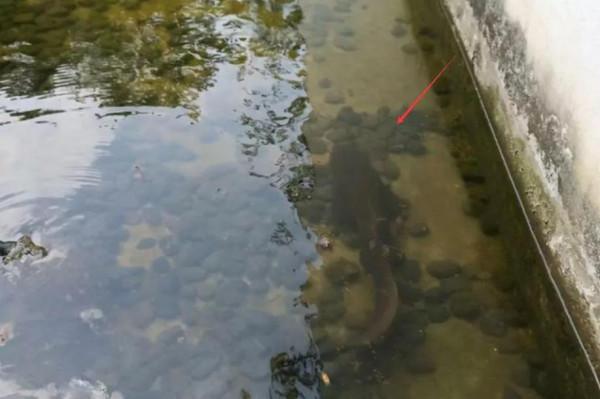 深圳一河道內到大魚成群，卻無人問津，這是為什麼呢？