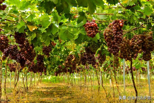 磷酸二氫鉀五個自制配方，用在蔬菜和果樹等作物上，效果最棒