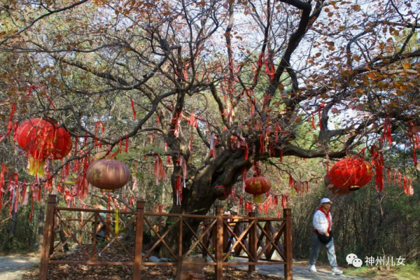 太行紅葉別樣紅