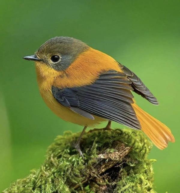 這樣的鳥圖，誰不想擁有？