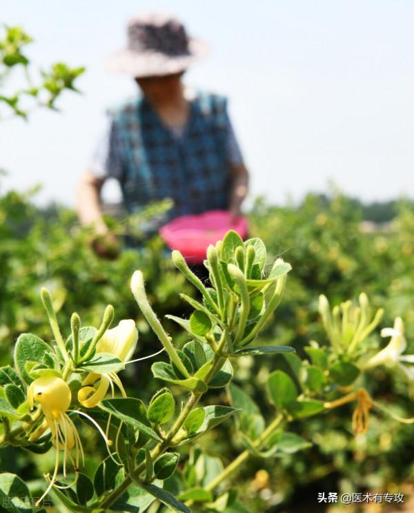 清熱解毒第一藥——金銀花，你瞭解嗎？