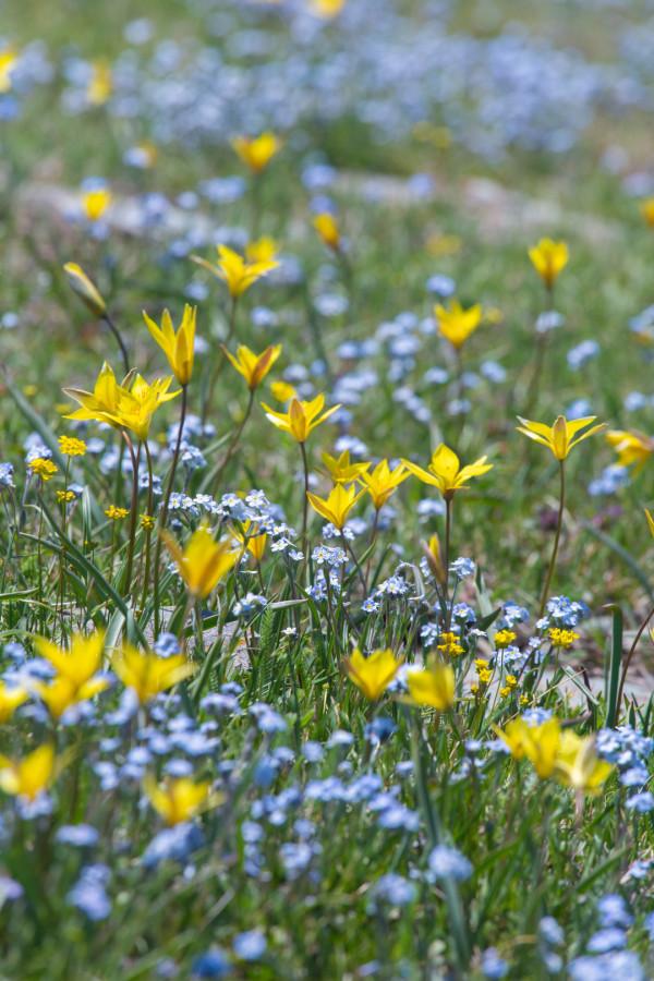 多少人的夢想!湖南姑娘用5年,在新疆禾木打造了個絕美花園 多少人的夢想!湖南姑娘用5年,在新疆禾木打造了個絕美花園